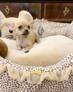 Chihuahua puppies for sale