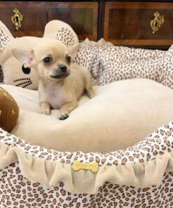 Chihuahua puppies for sale