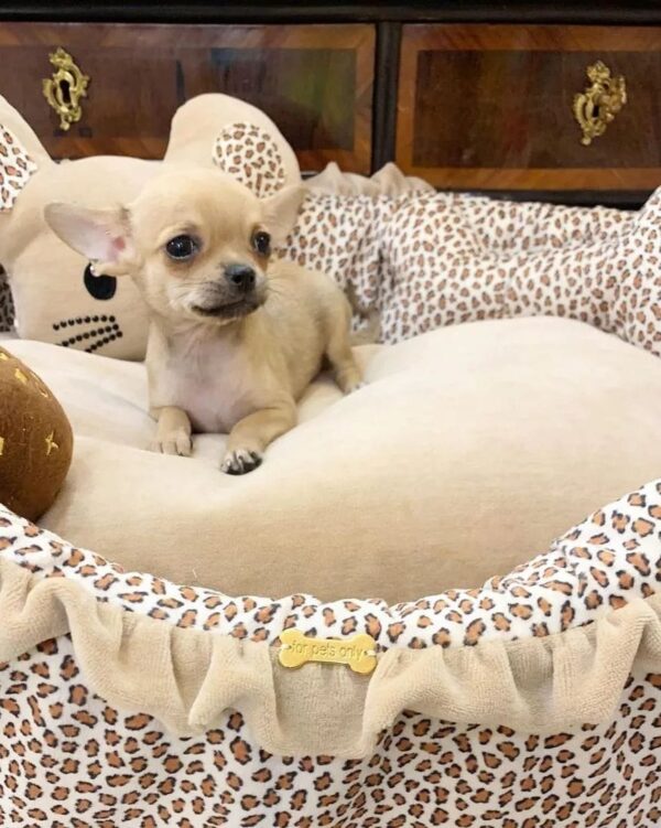 Chihuahua puppies for sale