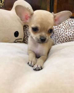 Chihuahua puppies for sale