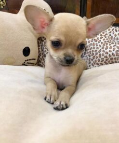 Chihuahua puppies for sale