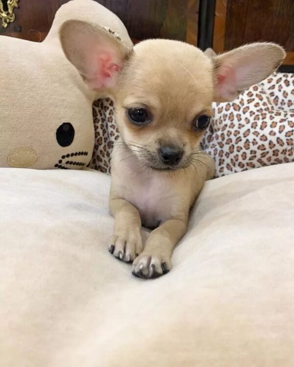 Chihuahua puppies for sale