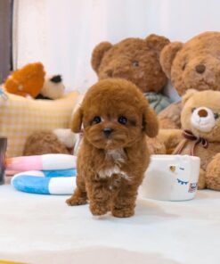 Poodle Puppies for Sale