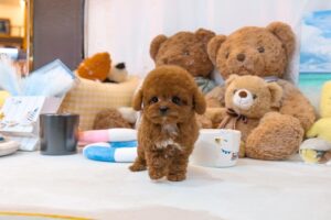 Poodle Puppies for Sale