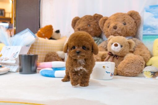 Poodle Puppies for Sale