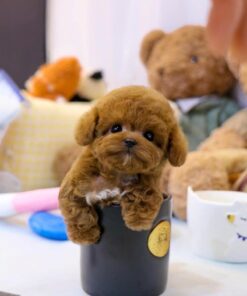 Poodle Puppies for Sale
