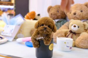 Poodle Puppies for Sale