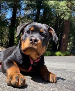 Rottweiler puppies for sale