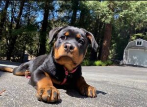 Rottweiler puppies for sale