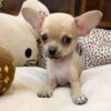 Chihuahua puppies for sale