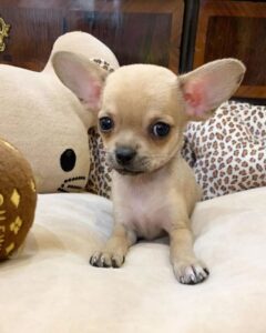 Chihuahua puppies for sale