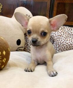 Chihuahua puppies for sale