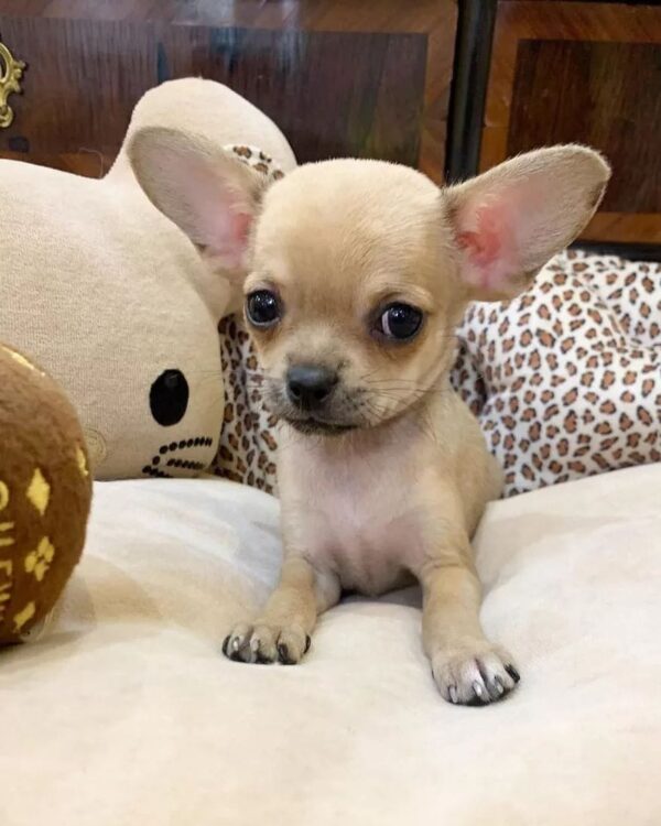 Chihuahua puppies for sale