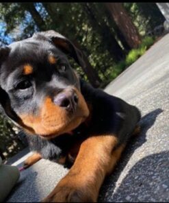 Rottweiler puppies for sale