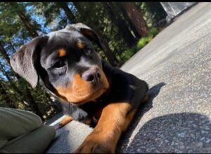 Rottweiler puppies for sale