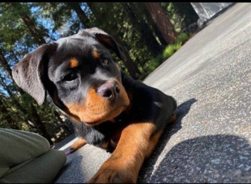 Rottweiler puppies for sale