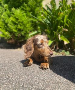 Dachshund puppies for sale