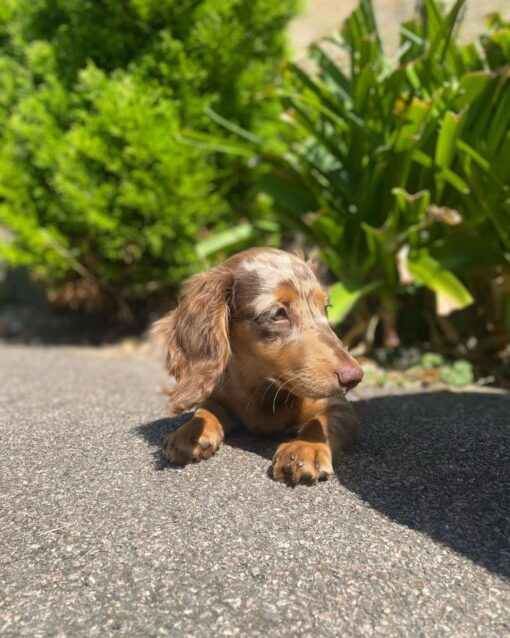 Dachshund puppies for sale