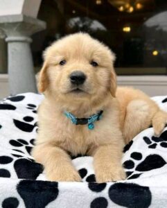 Golden Retriever Puppies for Sale