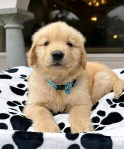 Golden Retriever Puppies for Sale