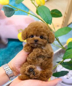 Poodle Puppies for Sale