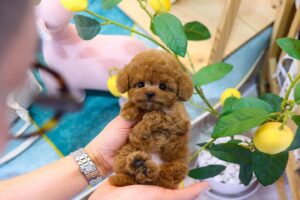Poodle Puppies for Sale