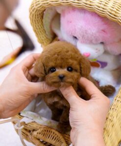Poodle Puppies for Sale