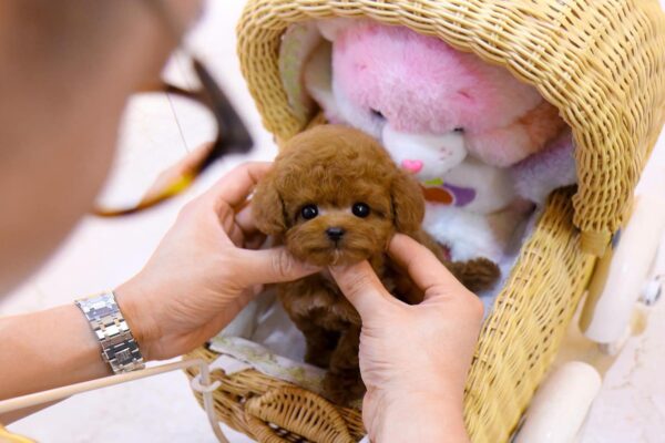 Poodle Puppies for Sale