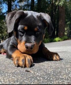 Rottweiler puppies for sale