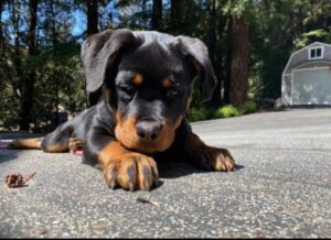 Rottweiler puppies for sale