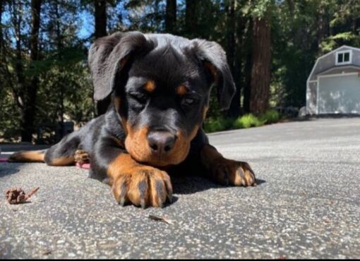 Rottweiler puppies for sale