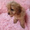 female Cavapoo puppy in California