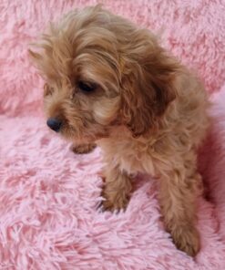 female Cavapoo puppy in California