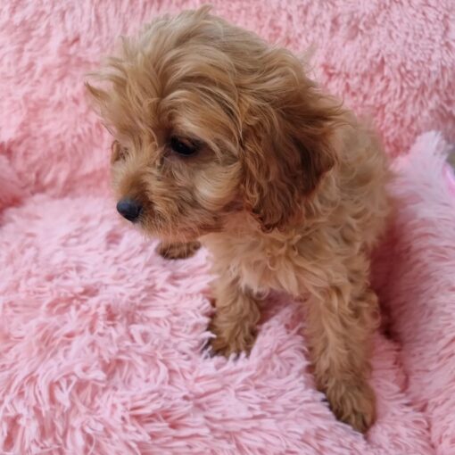 female Cavapoo puppy in California