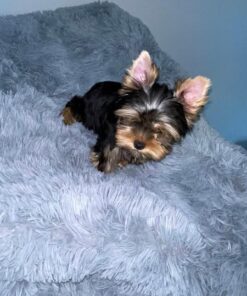 Yorkie Puppies for Sale