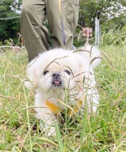 Pekingese puppies for sale in usa