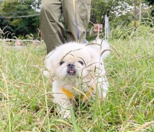 Pekingese puppies for sale in usa