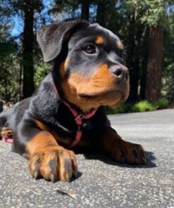 Rottweiler puppies for sale