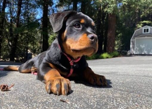 Rottweiler puppies for sale