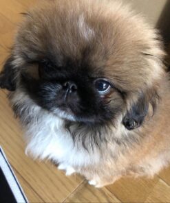 Pekingese puppies for sale