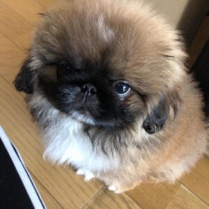 Pekingese puppies for sale