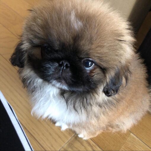 Pekingese puppies for sale