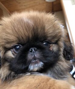 Pekingese puppies for sale