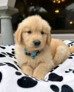 Golden Retriever Puppies for Sale