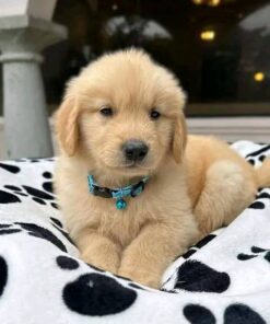 Golden Retriever Puppies for Sale