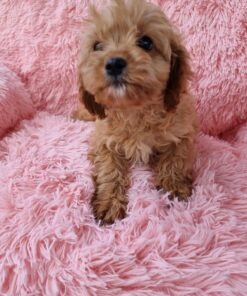 female Cavapoo puppy in California