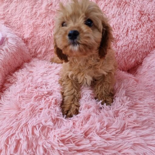 female Cavapoo puppy in California