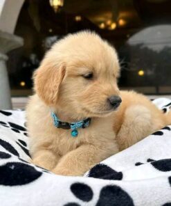 Golden Retriever Puppies for Sale