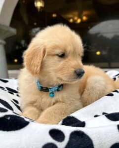 Golden Retriever Puppies for Sale