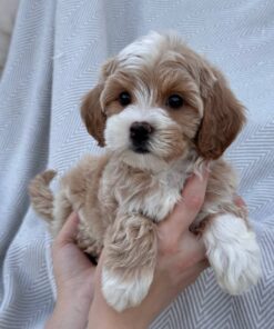 female Cavapoo puppy